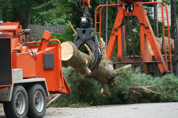 Emergency Storm Tree Removal in Tickfaw, LA